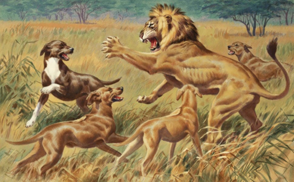 Löwenjagd mit Rhodesian Ridgeback