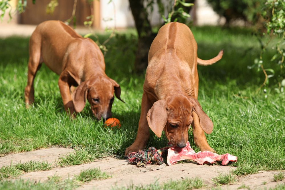 Rhodesian Ridgeback Welpen mit Fleisch