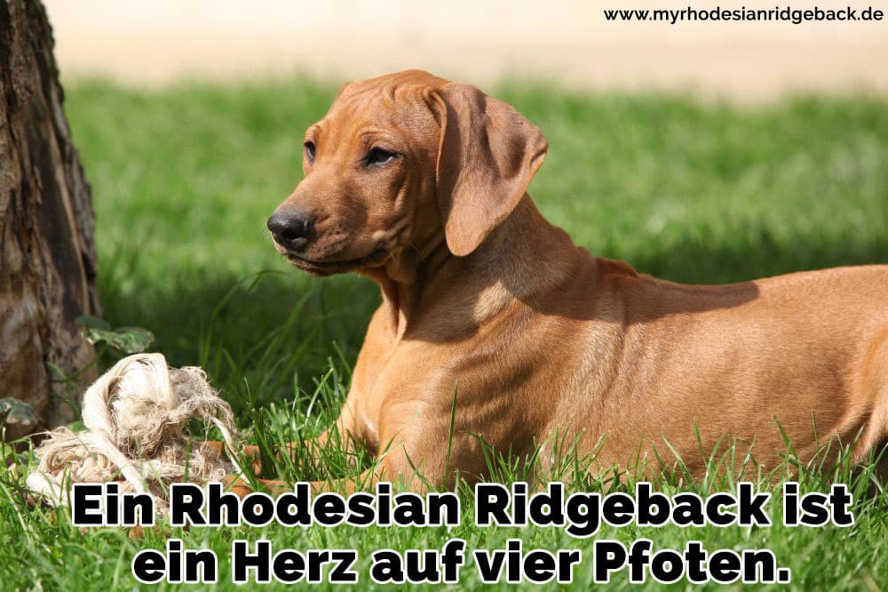 Ein Rhodesian Ridgeback liegt im Gras