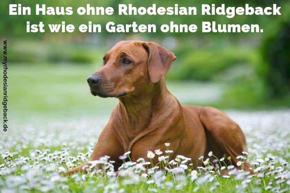 Ein Rhodesian Ridgeback im Garten liegen