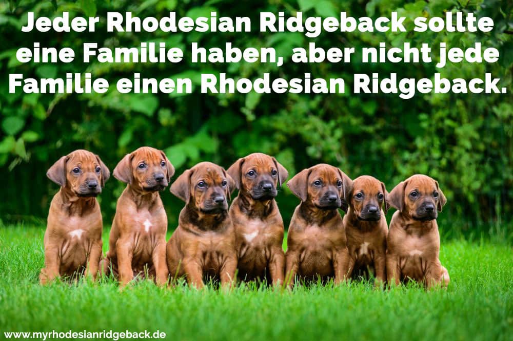 Einige Rhodesian Ridgebacks sitzen auf dem Rasen