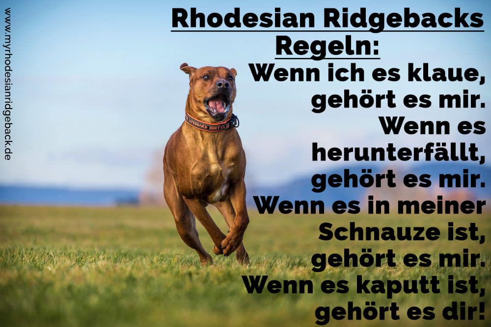 Ein Rhodesian Ridgeback rennt auf dem Rasen