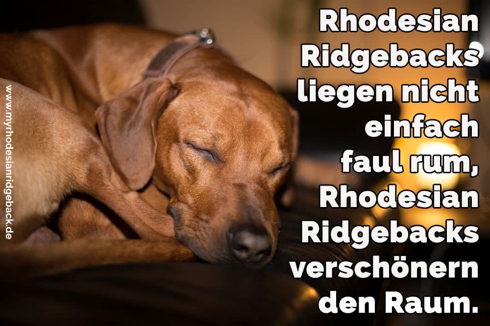 31/5000 Ein Rhodesian Ridgeback Schlaf