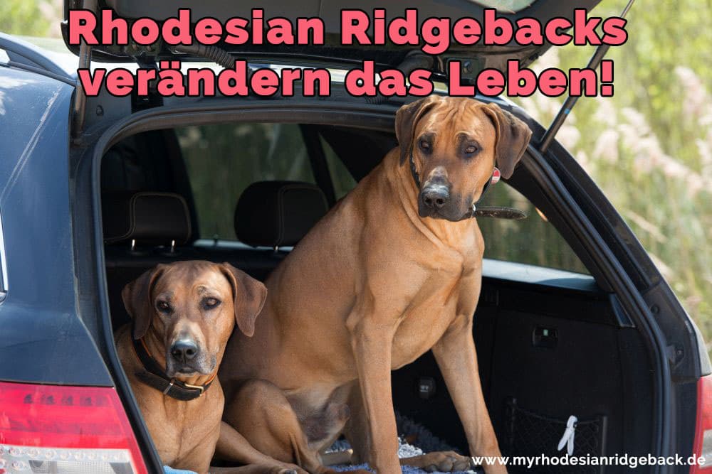 Zwei Rhodesian Ridgeback im Kofferraum