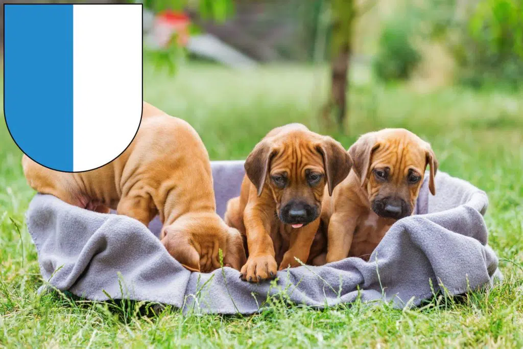 Rhodesian Ridgeback Züchter mit Welpen Luzern, Schweiz