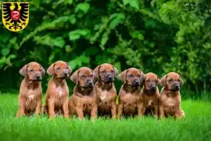 Mehr über den Artikel erfahren Rhodesian Ridgeback Züchter und Welpen in Aalen