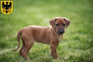 Mehr über den Artikel erfahren Rhodesian Ridgeback Züchter und Welpen in Arnstadt