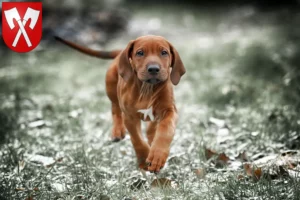 Mehr über den Artikel erfahren Rhodesian Ridgeback Züchter und Welpen in Biel