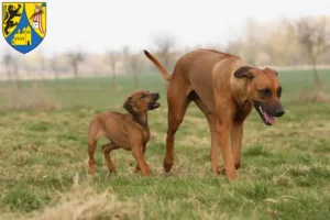 Mehr über den Artikel erfahren Rhodesian Ridgeback Züchter und Welpen in Borna