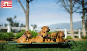 Mehr über den Artikel erfahren Rhodesian Ridgeback Züchter und Welpen in Bremen