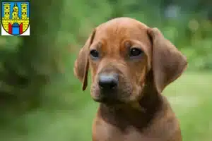 Mehr über den Artikel erfahren Rhodesian Ridgeback Züchter und Welpen in Burg (bei Magdeburg)