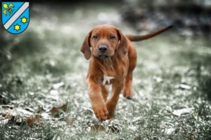 Mehr über den Artikel erfahren Rhodesian Ridgeback Züchter und Welpen in Dillingen an der Donau