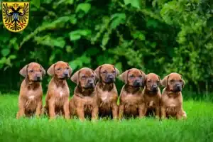 Mehr über den Artikel erfahren Rhodesian Ridgeback Züchter und Welpen in Donauwörth