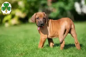 Mehr über den Artikel erfahren Rhodesian Ridgeback Züchter und Welpen in Fürth