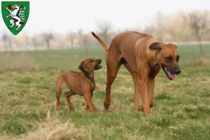 Mehr über den Artikel erfahren Rhodesian Ridgeback Züchter und Welpen in Graz