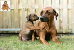 Mehr über den Artikel erfahren Rhodesian Ridgeback Züchter und Welpen in Greiz