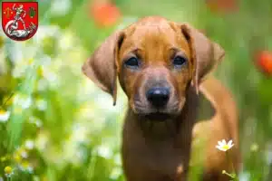 Mehr über den Artikel erfahren Rhodesian Ridgeback Züchter und Welpen in Heide (Holstein)