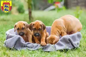 Mehr über den Artikel erfahren Rhodesian Ridgeback Züchter und Welpen in Husum