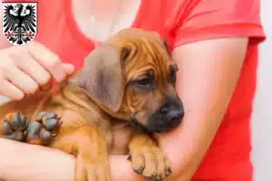 Mehr über den Artikel erfahren Rhodesian Ridgeback Züchter und Welpen in Ingelheim am Rhein