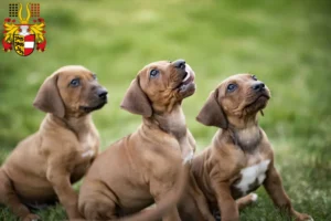 Mehr über den Artikel erfahren Rhodesian Ridgeback Züchter und Welpen in Kärnten