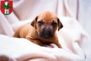 Mehr über den Artikel erfahren Rhodesian Ridgeback Züchter und Welpen in Klagenfurt