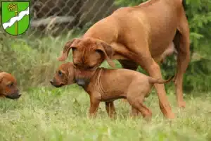 Mehr über den Artikel erfahren Rhodesian Ridgeback Züchter und Welpen in Kusel