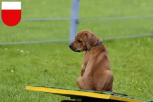 Mehr über den Artikel erfahren Rhodesian Ridgeback Züchter und Welpen in Lausanne