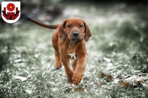 Mehr über den Artikel erfahren Rhodesian Ridgeback Züchter und Welpen in Lippstadt