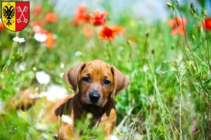 Mehr über den Artikel erfahren Rhodesian Ridgeback Züchter und Welpen in Minden