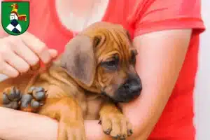 Mehr über den Artikel erfahren Rhodesian Ridgeback Züchter und Welpen in Neustadt an der Aisch