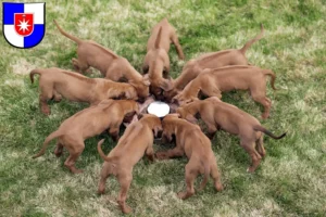 Mehr über den Artikel erfahren Rhodesian Ridgeback Züchter und Welpen in Norderstedt