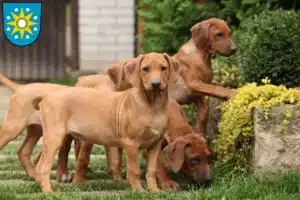 Mehr über den Artikel erfahren Rhodesian Ridgeback Züchter und Welpen in Perleberg