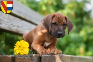 Mehr über den Artikel erfahren Rhodesian Ridgeback Züchter und Welpen in Pforzheim