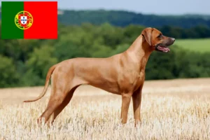 Mehr über den Artikel erfahren Rhodesian Ridgeback Züchter und Welpen in Portugal