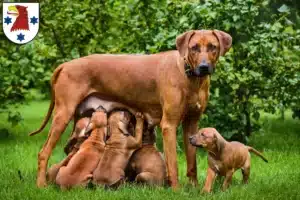 Mehr über den Artikel erfahren Rhodesian Ridgeback Züchter und Welpen in Rathenow