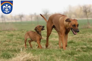 Mehr über den Artikel erfahren Rhodesian Ridgeback Züchter und Welpen in Regen (Stadt)