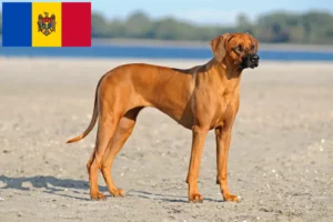 Mehr über den Artikel erfahren Rhodesian Ridgeback Züchter und Welpen in Republik Moldau