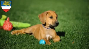 Mehr über den Artikel erfahren Rhodesian Ridgeback Züchter und Welpen in Rostock