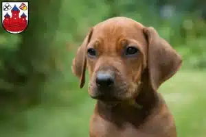 Mehr über den Artikel erfahren Rhodesian Ridgeback Züchter und Welpen in Rotenburg (Wümme)