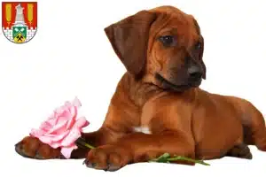 Mehr über den Artikel erfahren Rhodesian Ridgeback Züchter und Welpen in Salzgitter