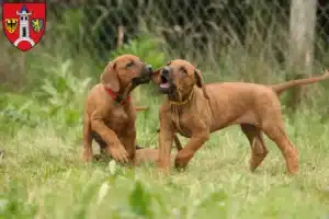 Mehr über den Artikel erfahren Rhodesian Ridgeback Züchter und Welpen in Schwabach