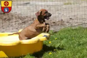 Mehr über den Artikel erfahren Rhodesian Ridgeback Züchter und Welpen in Schwäbisch Hall