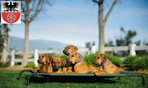 Mehr über den Artikel erfahren Rhodesian Ridgeback Züchter und Welpen in Sömmerda