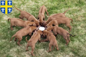 Mehr über den Artikel erfahren Rhodesian Ridgeback Züchter und Welpen in St. Wendel