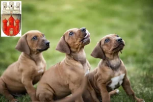 Mehr über den Artikel erfahren Rhodesian Ridgeback Züchter und Welpen in Stadthagen