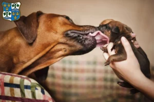 Mehr über den Artikel erfahren Rhodesian Ridgeback Züchter und Welpen am Tegernsee