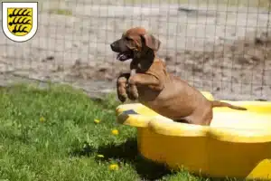 Mehr über den Artikel erfahren Rhodesian Ridgeback Züchter und Welpen in Tuttlingen