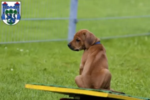 Mehr über den Artikel erfahren Rhodesian Ridgeback Züchter und Welpen in Uelzen