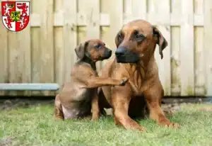 Mehr über den Artikel erfahren Rhodesian Ridgeback Züchter und Welpen in Weingarten