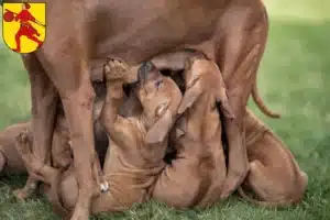 Mehr über den Artikel erfahren Rhodesian Ridgeback Züchter und Welpen in Wilhelmshaven